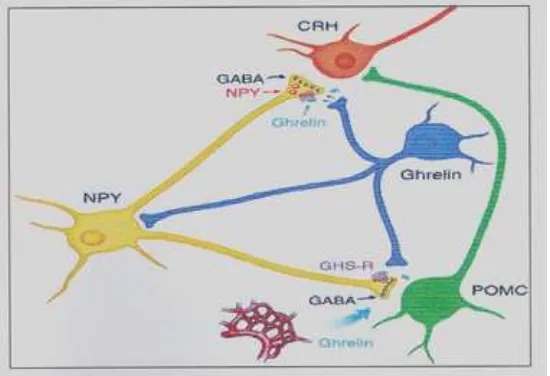 Gambar 7. Ghrelin meningkatkan ekspresi NPY. Ghrelin juga menyebabkan peningkatan frekuensi GABAergik inhibitory postsynaptic currents ke POMC, dimana GABA tersebut berasal dari neuron NPY (3)