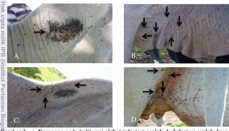 Gambar 3  a. Keropeng pada kulit sapi akibat infestasi caplak; b. Infestasi caplak daerah 