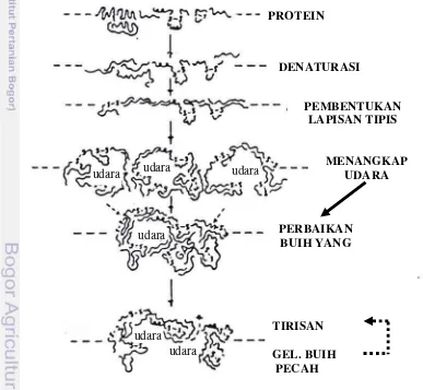 Gambar 3. Mekanisme Pembentukan Buih (Cherry dan Watters, 1981) 