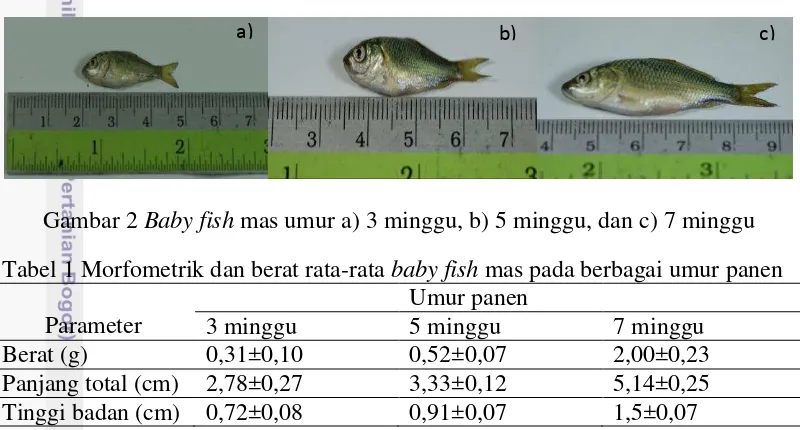 Gambar 2 Baby fish mas umur a) 3 minggu, b) 5 minggu, dan c) 7 minggu 