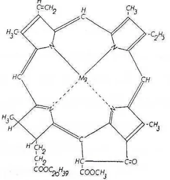 Gambar 10.   Molekul Klorofil (Rothemund, 1956) 