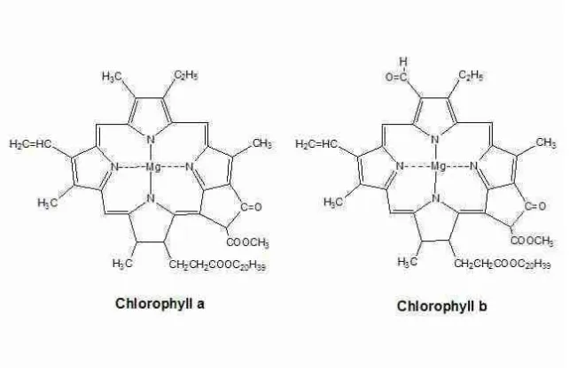 Gambar  11. Struktur Klorofil a  dan Struktur Klorofil b  (Winarno, 2004) 