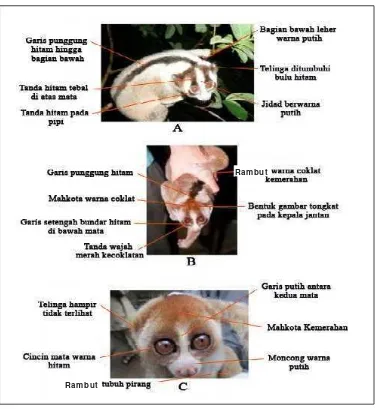 Gambar 1. Morfologi kukang (Slow loris) yang hidup di Indonesia. A)kukang jawa, B) kukang   sumatera, dan C) kukang borneo(YIARI dan partner, 2011).