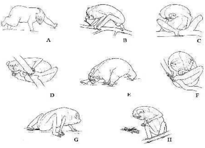 Gambar 2. Perilaku aktif sendiri kukang. A) berjalan, B) mencium bauobjek, C) menelisik sendiri, D) menggaruk bagian tubuh, E)mencari makan, F) menutupi muka dengan tangan, G)penandaan dengan urin dan H) berdiri dengan dua kaki(Fitch-Snyder et al