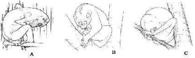 Gambar 4. Perilaku kukang. A) freeze, B) duduk, dan C) tidur (Fitch-Snyder et al. 1999).