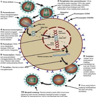 Gambar 2. Proses daur hidup HIV pada sel inang (HHS, 2013). Dalam gambar tersebut  enzim HIV-1 Protease mulai berperan pada langkah no 8