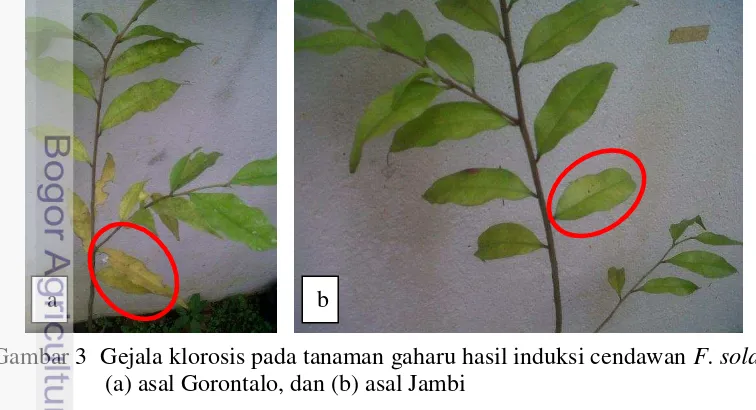 Gambar 3  Gejala klorosis pada tanaman gaharu hasil induksi cendawan F. solani: 
