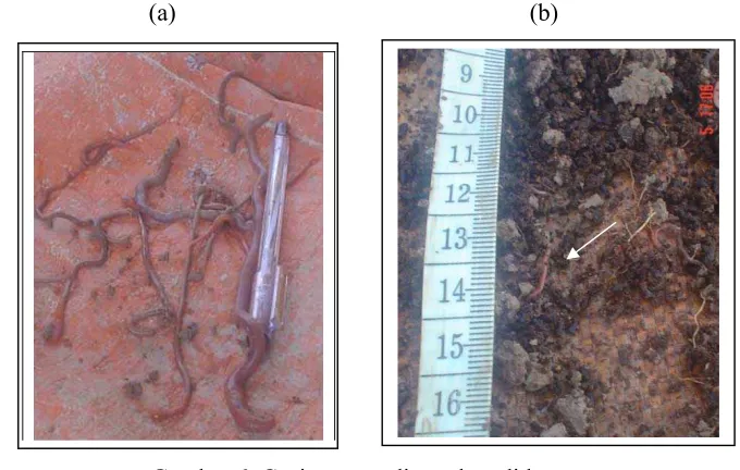 Gambar 6. Cacing yang ditemukan di lapang  