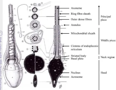 Gambar 1 Spermatozoa dengan bagian-bagiannya (Holstein et al. 2003) 