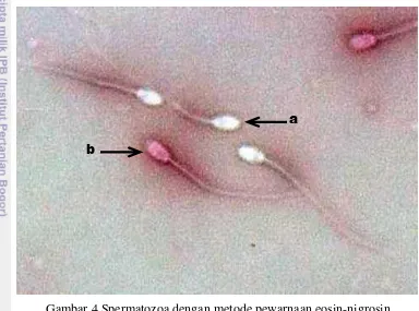 Gambar 4 Spermatozoa dengan metode pewarnaan eosin-nigrosin. 