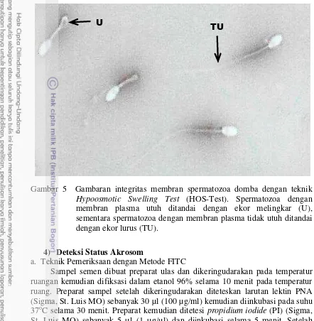 Gambar 5  Gambaran integritas membran spermatozoa domba dengan teknik 