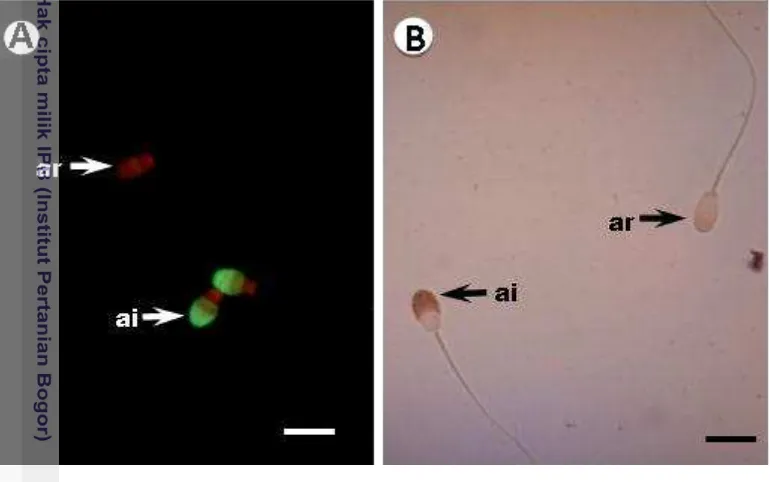 Gambar 7 Status akrosom spermatozoa domba dengan pewarnaan histokimia 