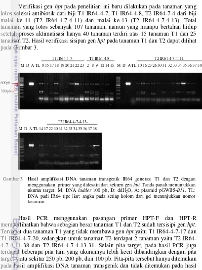 Gambar 3  Hasil amplifikasi DNA tanaman transgenik IR64 generasi T1 dan T2 dengan  