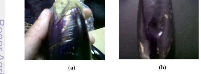 Gambar 9 Contoh luka gores (a) dan luka memar (b) 