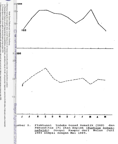 Gambar 2. Fluktuasi Indeks Gonad Somatik (IGS) dun 