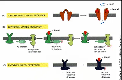 Gambar. 1 . Efek fisiologis Pengikatan hormon/ ligand pada reseptor Membran sel 