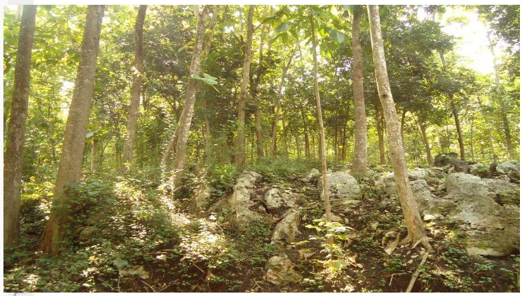 Gambar 5.3  Hutan rakyat di tegalan 