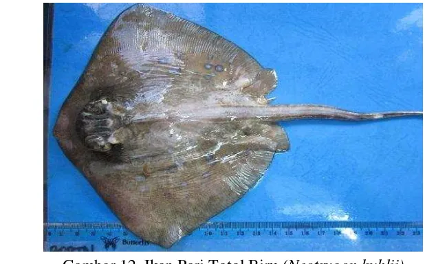 Gambar 12  Ikan Pari Totol Biru (Neotrygon kuhlii) 