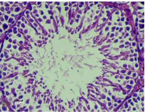 Gambar 1. Ketebalan lapisan sel spermatogenik kelompok K. Testis: Potongan melintang.  Pewarnaan: Hematoksilin Eosin