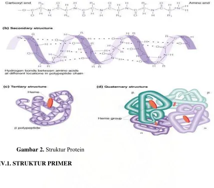 Gambar 2. Struktur Protein  