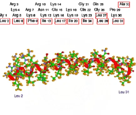 Gambar 4. The amphipathic � helix structure of CAP18, which is a molecule capable of 