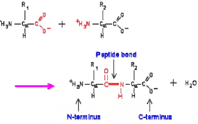 Gambar. 1. Formation of the peptide bond by condensation reaction. 