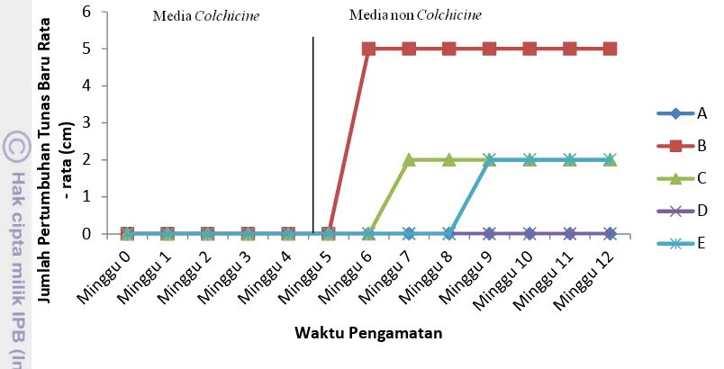 Grafik pertumbuhan tunas baru eksplan (A : kontrol, B : colchicine konsentrasi 1,5 mg/l, E : konsentrasi 0,5 mg/l, C : colchicine 1 mg/l, D : colchicinecolchicine konsentrasi  2 mg/l