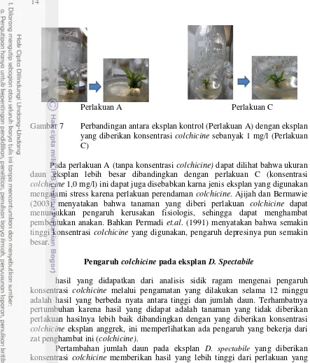 Gambar 7 Perbandingan antara eksplan kontrol (Perlakuan A) dengan eksplan 