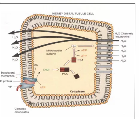 GAMBAR 6. Mekanisme kerja ADH pada tubulus ginjal  melalui pengaktifan cAMP,                      Devlin T M, PhD