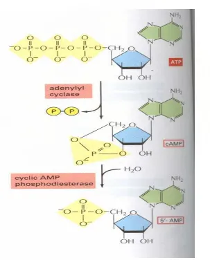 GAMBAR 3 . Pengaktifan dan hidrolisis cAMP, Raff A et al, 2002    