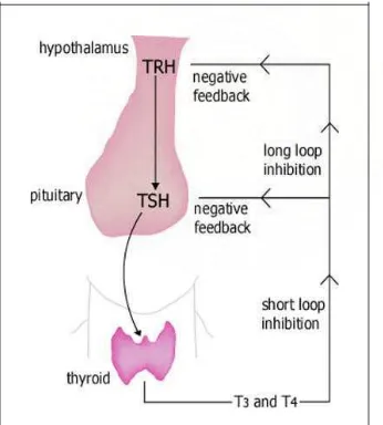 Gambar 5. Mekanisme perangsangan hormon tiroid oleh TSH 