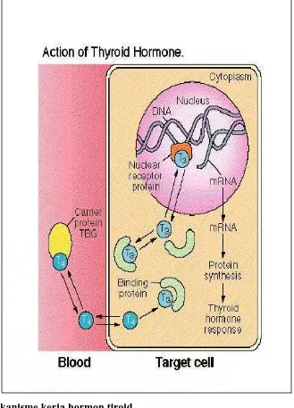 Gambar 8 : Mekanisme kerja hormon tiroid  