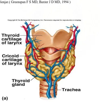 GAMBAR 1. Anatomi kelenjar tiroid 