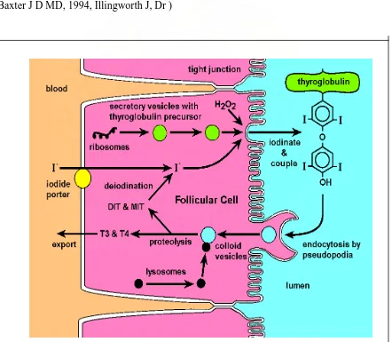 GAMBAR 2. Tiroglobulun sintesis hormon tiroid 