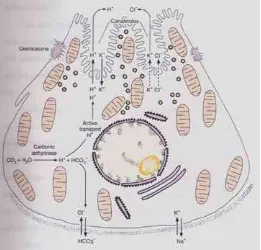 Gambar 5. Diagram komposisi sel parietal, menunjukkan perbedaan ultrastruktur antara sel istirahat bergabung membentuk mikrovili (MV) yang terdapat di kanalikulus intraseluler (IC)  G, kompleks Golgi; M, mitokondria