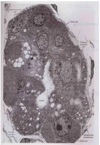 Gambar 7. Gambaran mikroskop electron potongan kelenjar lambung pada daerah fundus. Terlihat lumen dan sel parietal, berisi sangat banyak mitokondria ; sel zimogen, dengan retikulum endoplasma yang kasar dan sel enteroendokrin dengan granul yang disekresi 