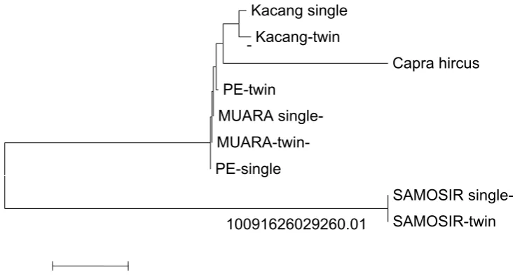 Figure 2 . Dendogram of Indonesian local goats based on the roads trace nucleotides promoter gene GDF9 NJ method, bootstrap 1000x 