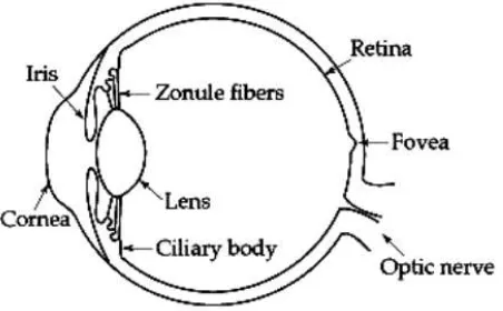 Figure 1.1: Structure of the eye (adapted from Google Images) 