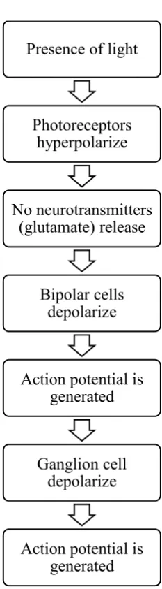 Figure 2.2: Hyperpolarization process 