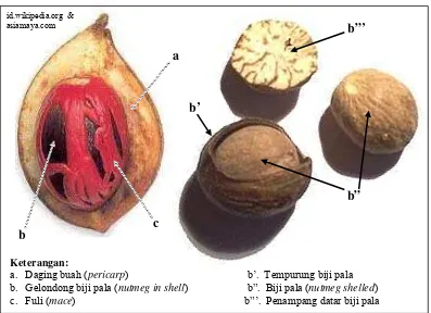 Gambar 4. Bagian-bagian buah Pala (Myristica sp.). 