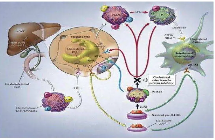 Gambar 3. Metabolisme HDL ( Robert, 2008) 