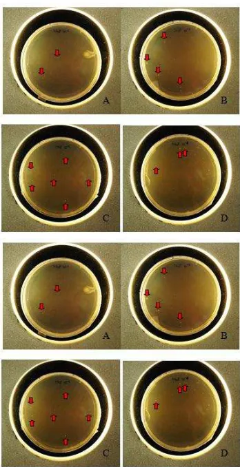 Figure 1. NaF agar plate 0 day 