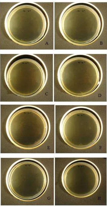 Table 3. T test analysis to determine the average of the number of Streptococcus mutans colony after Aloe vera and Sodium Fluoride treatment 