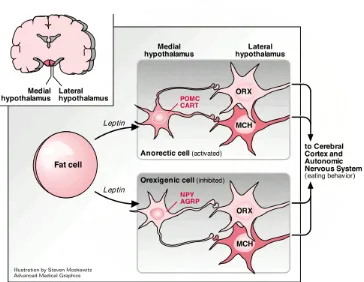 Gambar 4. Pengaturan Leptin pada Hipothalamus 