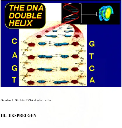 Gambar 1. Struktur DNA double heliks  