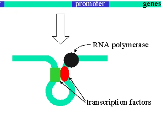 Gambar.4 Pengikatan RNA polimerase dengan promotor basal (1) 