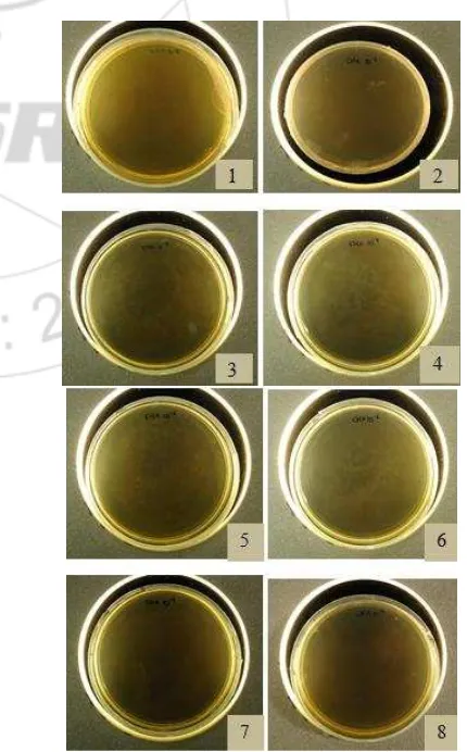 Figure 4.1:  Clinical Appearance of Agar Plate of CHX day 0  
