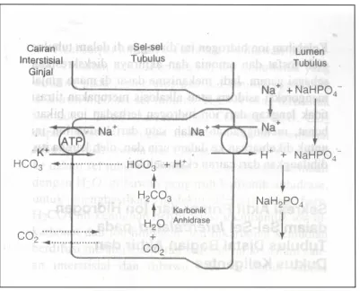 Gambar 3. Ekskresi kelebihan ion hidrogen dalam bentuk NaH2PO4  dan pembentukan ion 