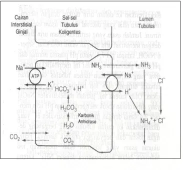 Gambar 5. Penyanggaan sekresi ion hidrogen oleh amonia dalam tubulus kolligens dengan 