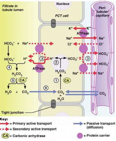 Gambar 1. mekanisme seluler untuk sekresi ion hidroge, reabsorbsi ion bikarbonat mealui 